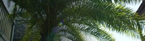 Palm trees