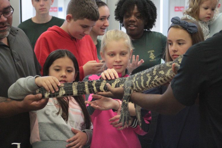 Students toching alligator under supervision